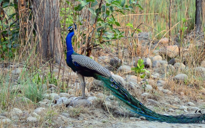 Peacock in Forest — Blue