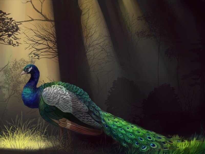 Peacock in Forest — Green, Dramatic, Night, Digital Art