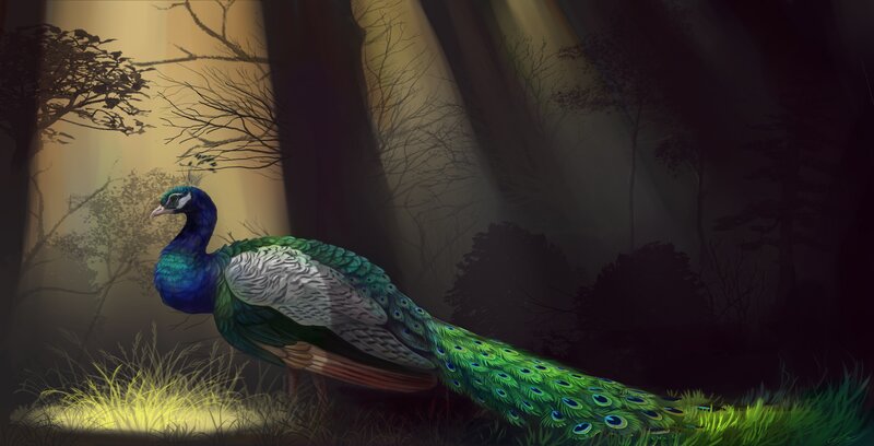 Peacock in Forest — Green, Dramatic, Night