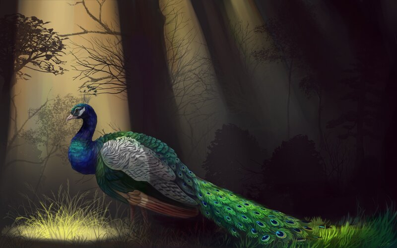 Peacock in Forest — Green, Dramatic