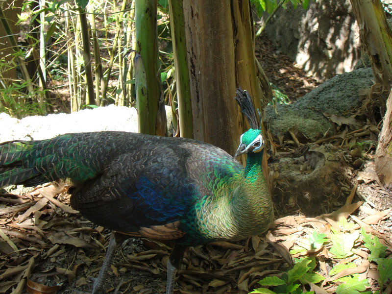 peacock in forest setting