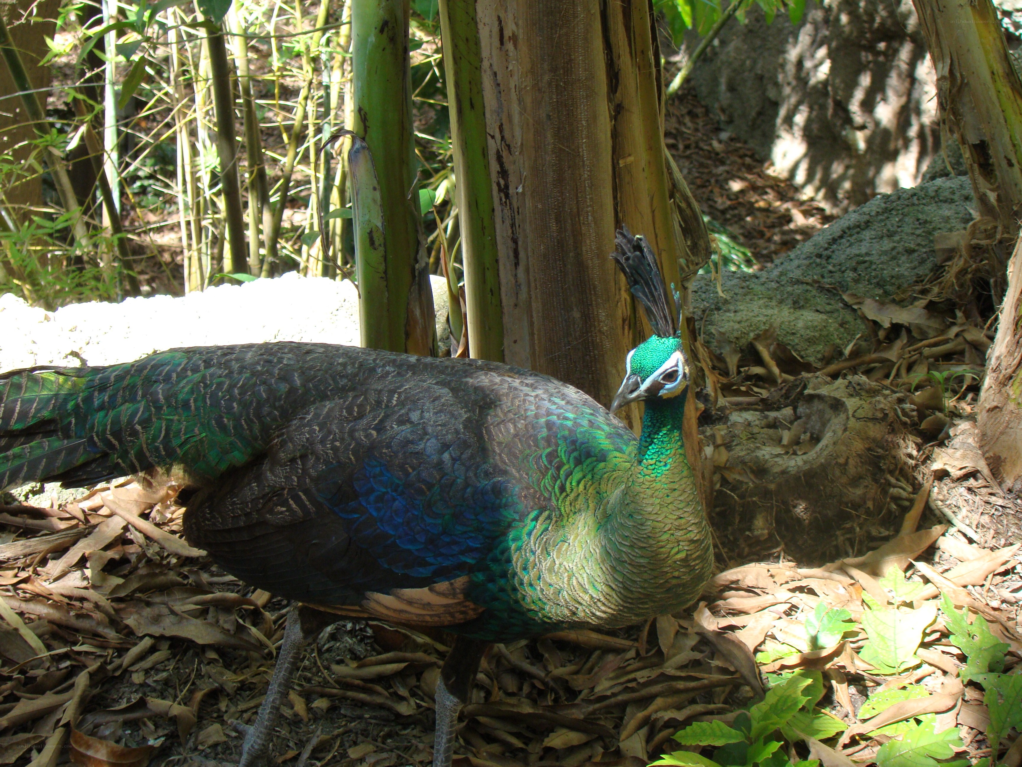peacock in forest setting