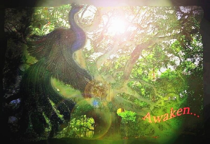 Peacock in Forest