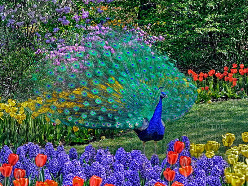 Peacock in Garden — Blue, Colorful