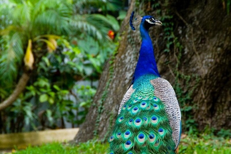 Peacock in Garden — Blue, Natural