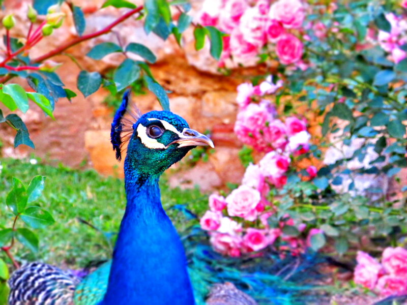 Peacock in Garden — Blue, Serene, Afternoon