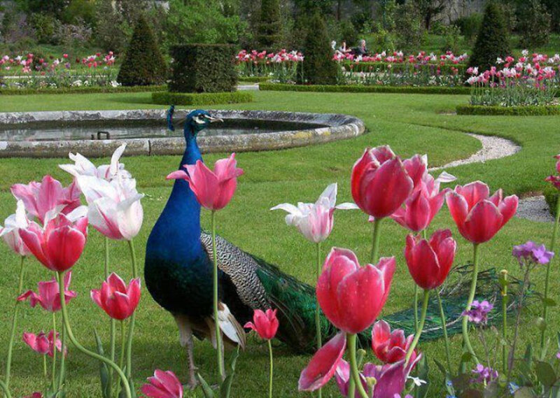 Peacock in Garden — Blue, Serene