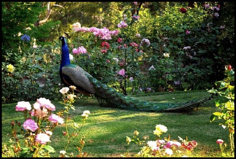 Peacock in Garden — Green, Serene, Afternoon