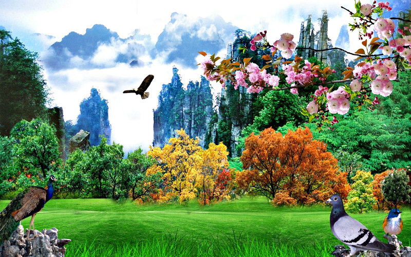 Peacock in Garden — Green, Serene, Spring
