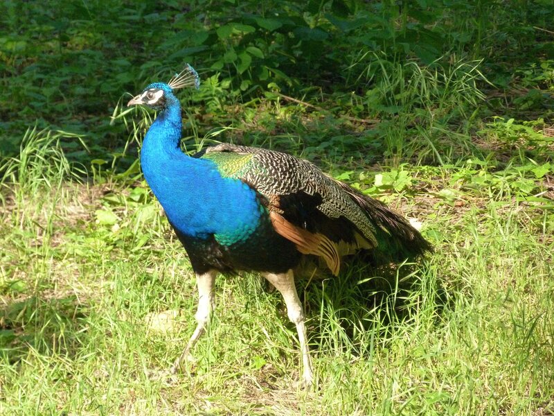 Peacock in Grass — Blue, Natural