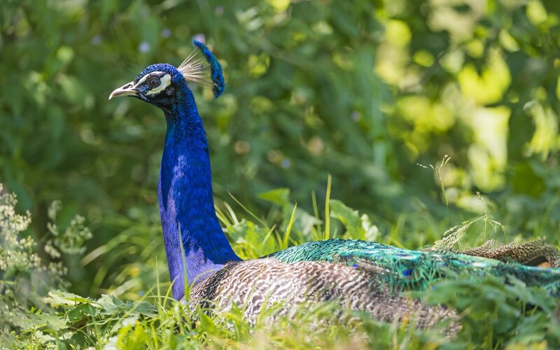 Peacock in Grass — Blue