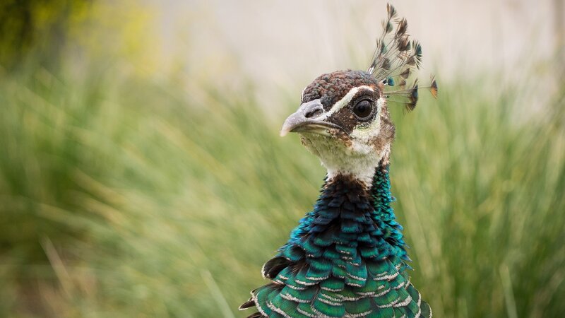 Peacock in Grass — Green
