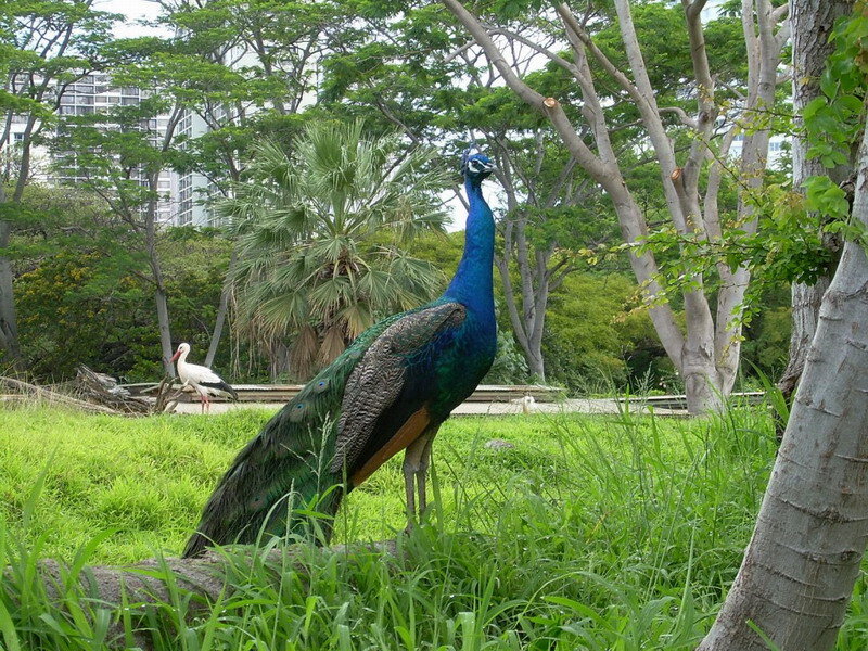 Peacock in Grass
