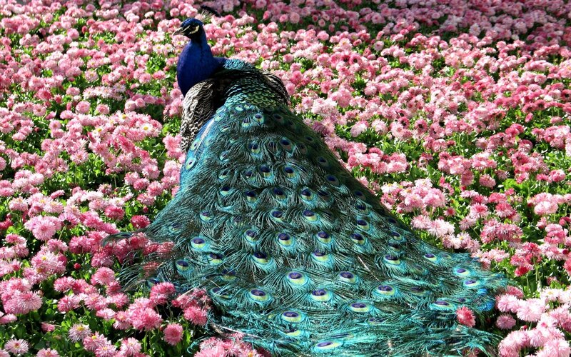 Peacock in Pink Flowers — Serene, Afternoon