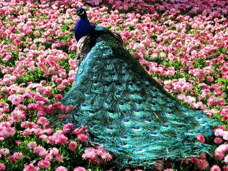 Peacock in Pink Flowers — Serene, Spring