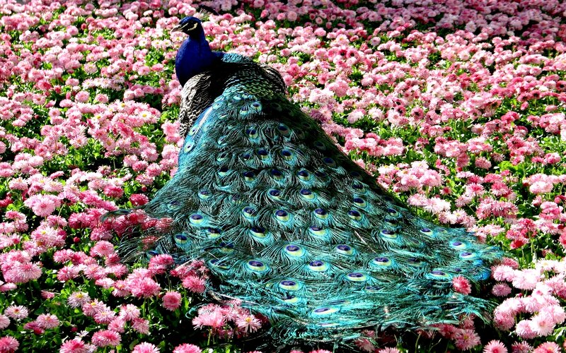 Peacock in Pink Flowers — Serene
