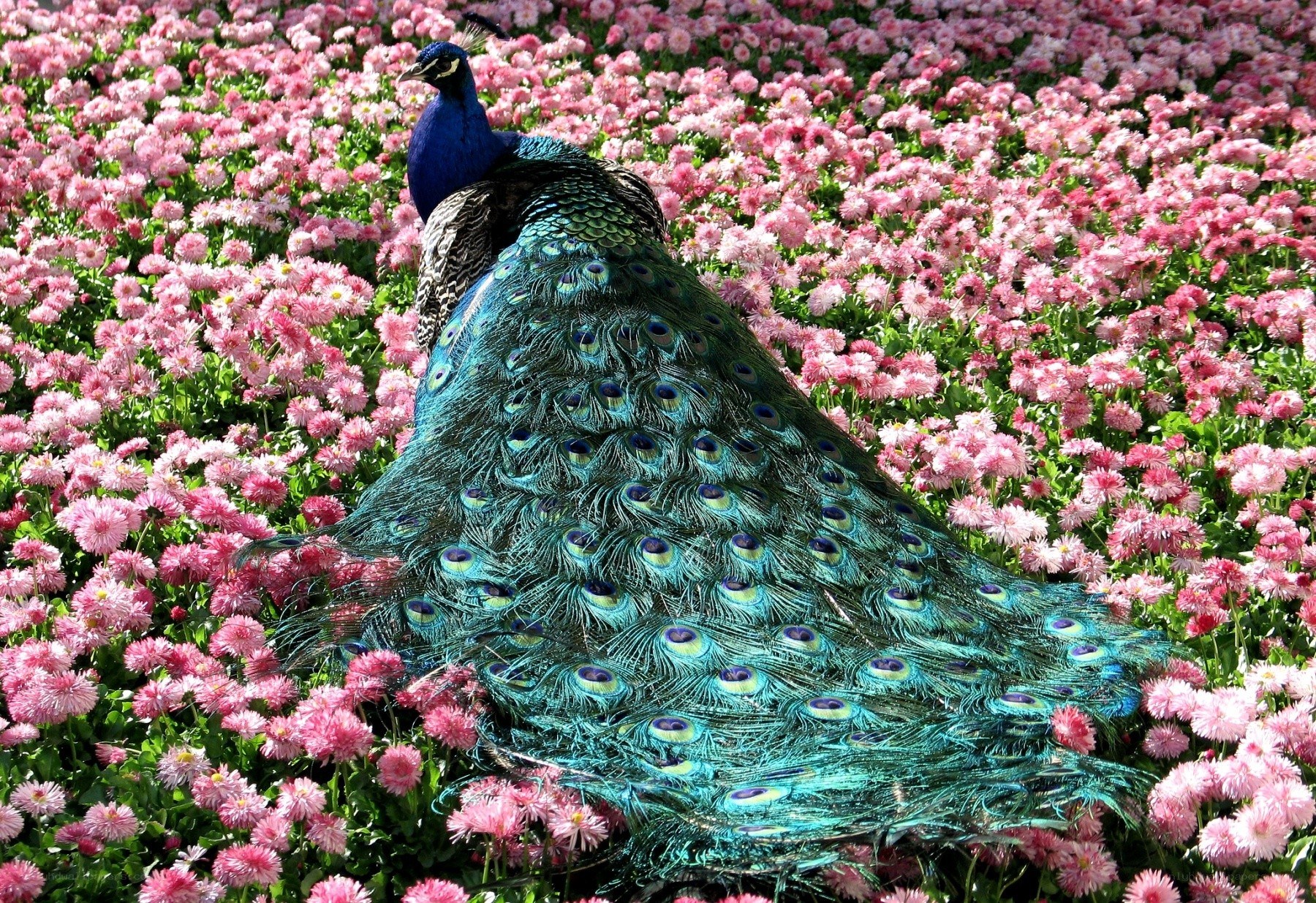peacock in pink flowers
