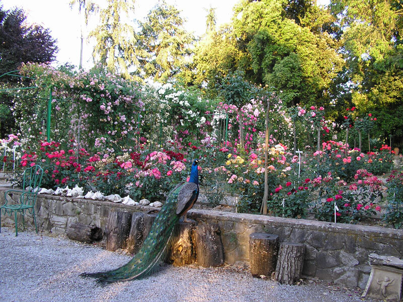 Peacock in Rose Garden