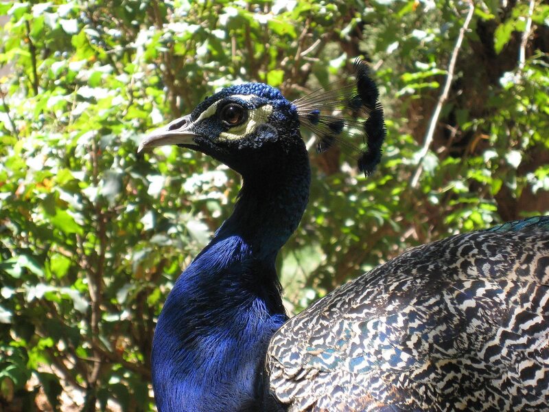 Peacock in Sunlight