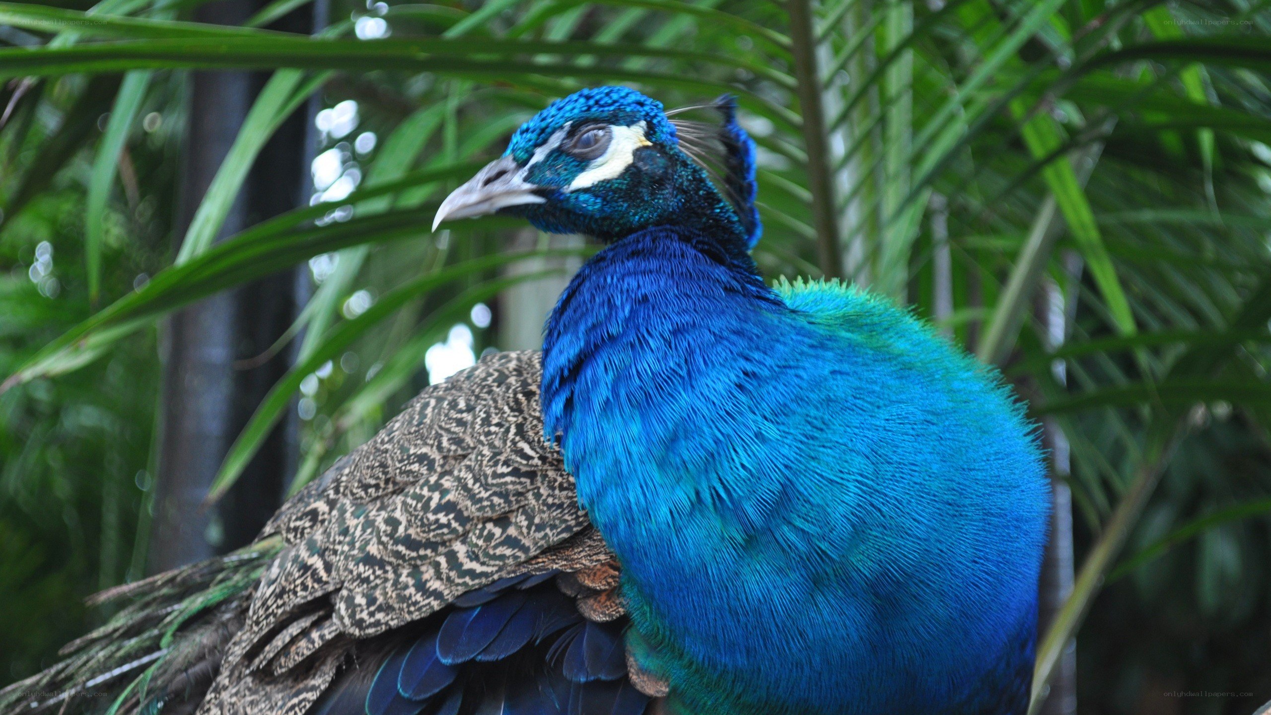 peacock in tropical foliage
