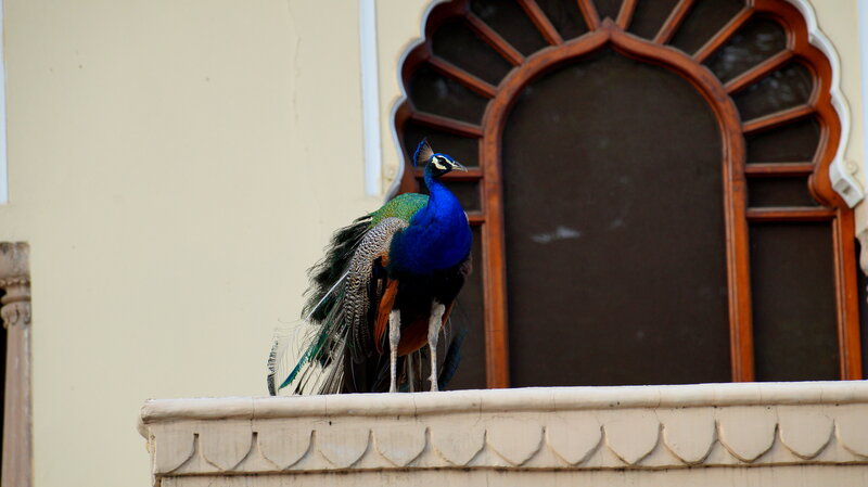 Peacock on a Balcony — Blue