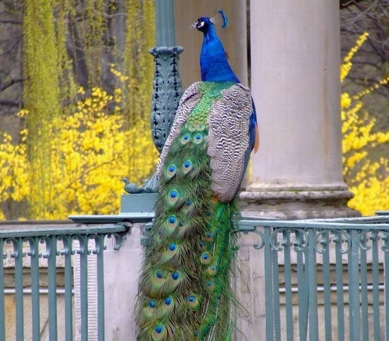 peacock on a balcony