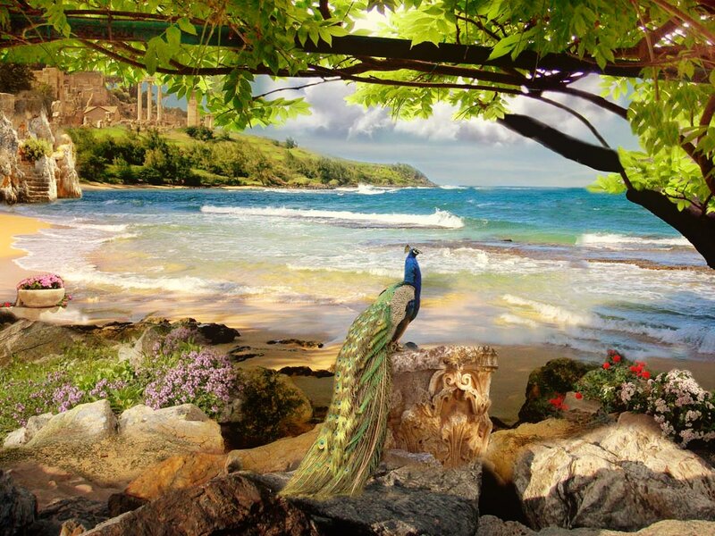 Peacock on a Beach
