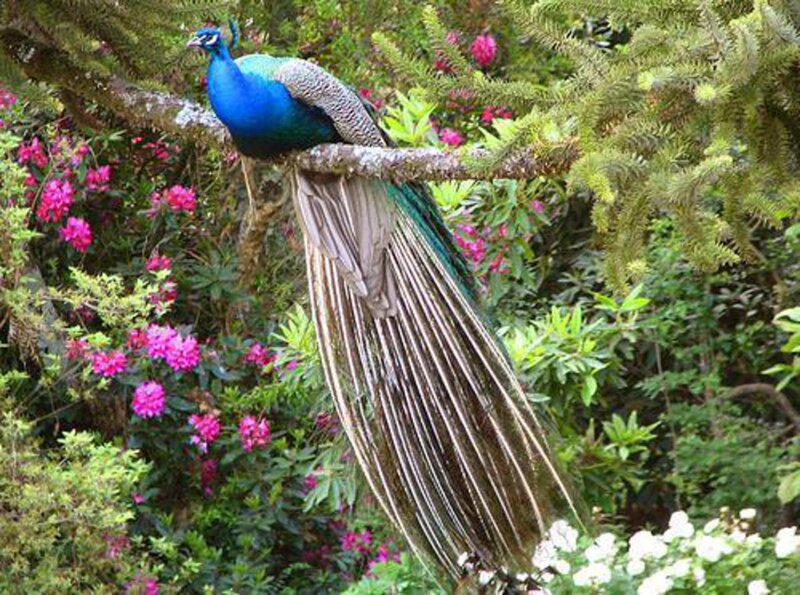 Peacock on a Branch — Blue