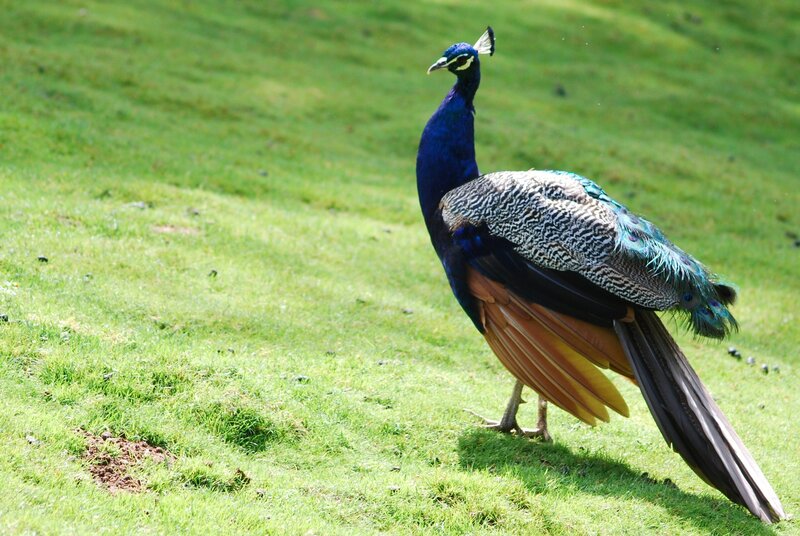 Peacock on a grassy field