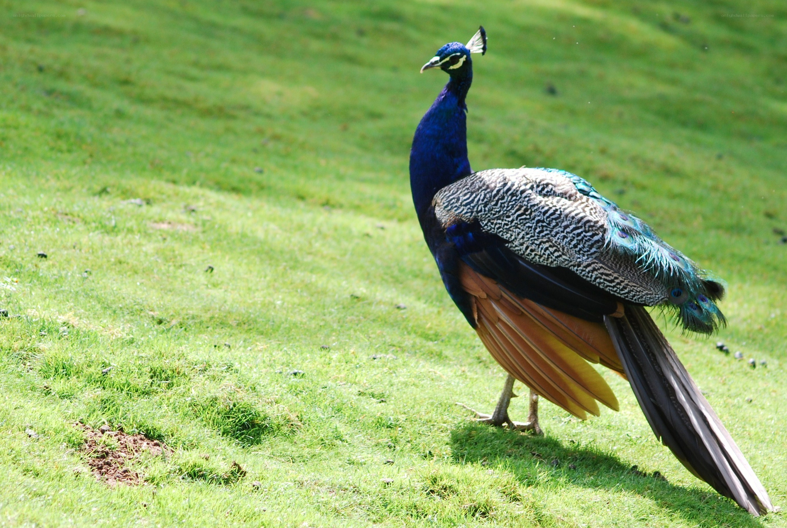 Peacock on a grassy field