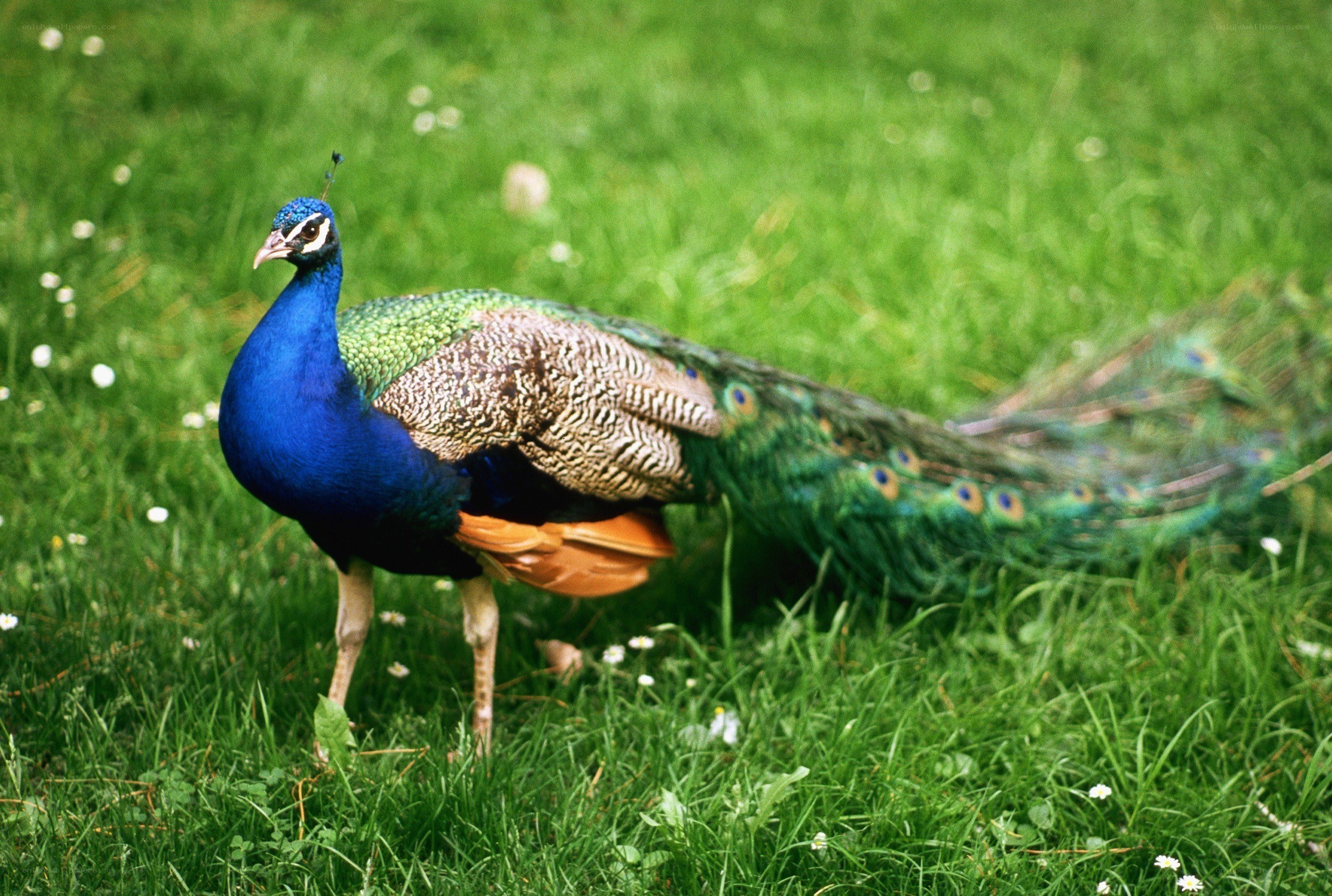 peacock on a grassy field