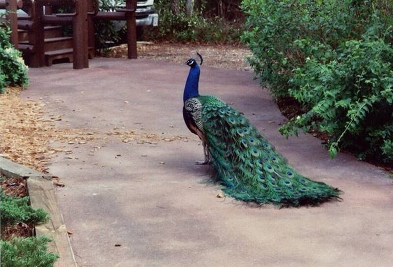 peacock on a pathway