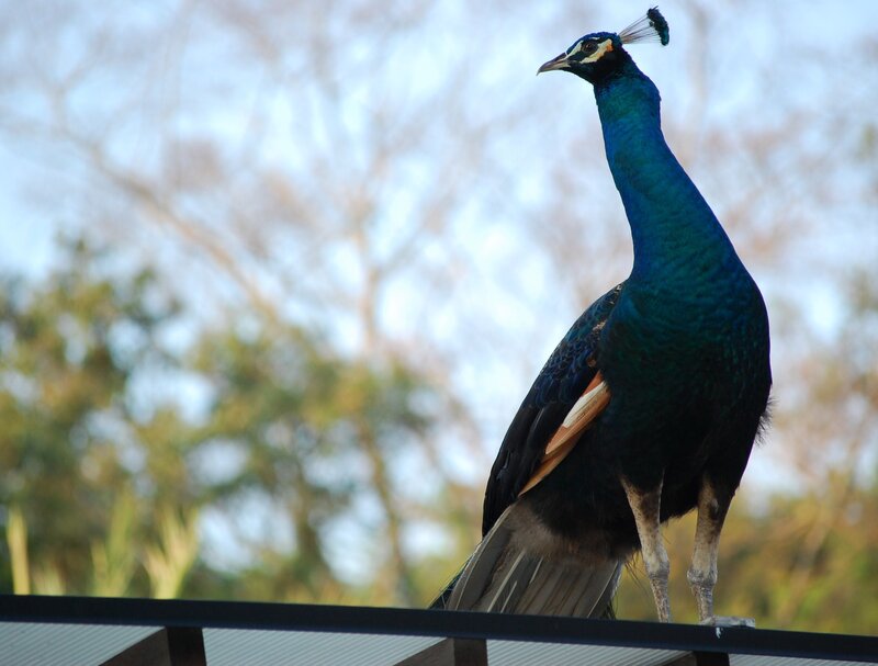 peacock on a railing