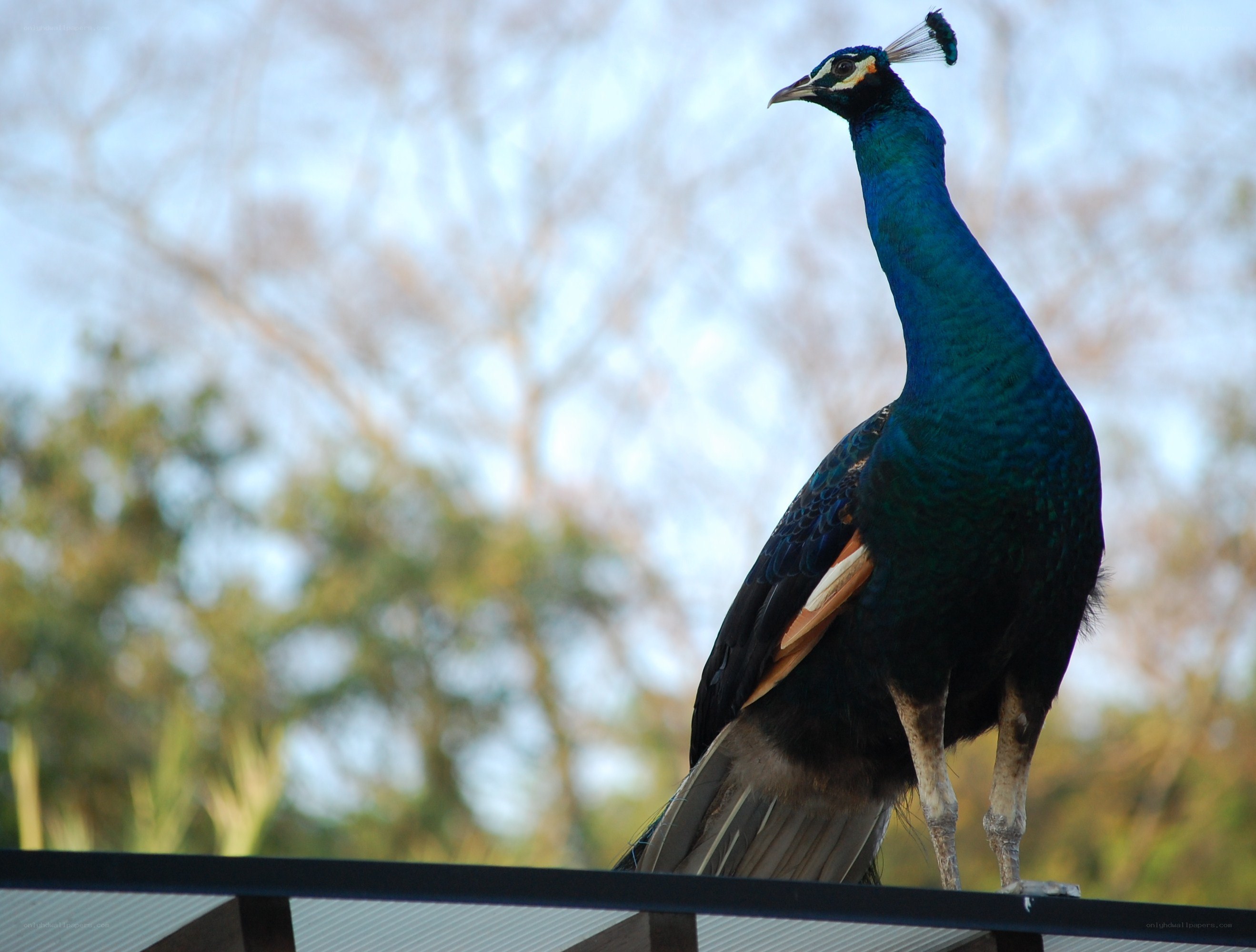 peacock on a railing