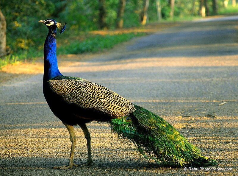 Peacock on a Road