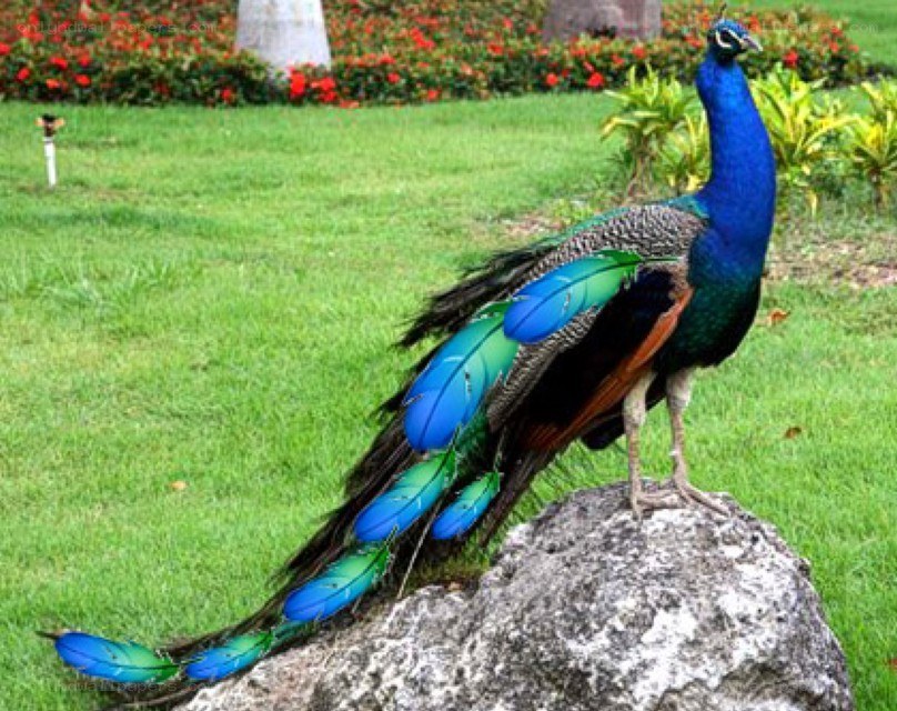 peacock on a rock