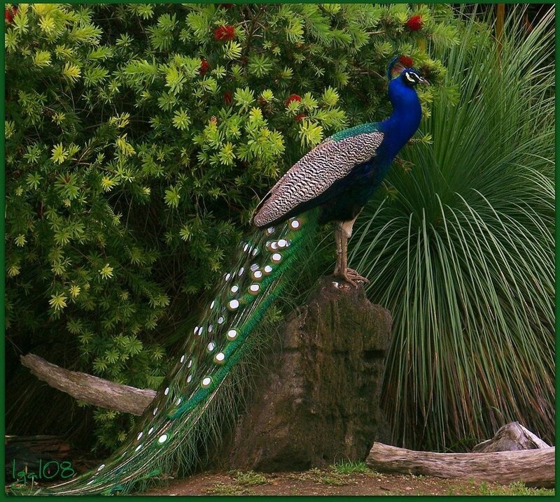 Peacock on a Rock — Blue
