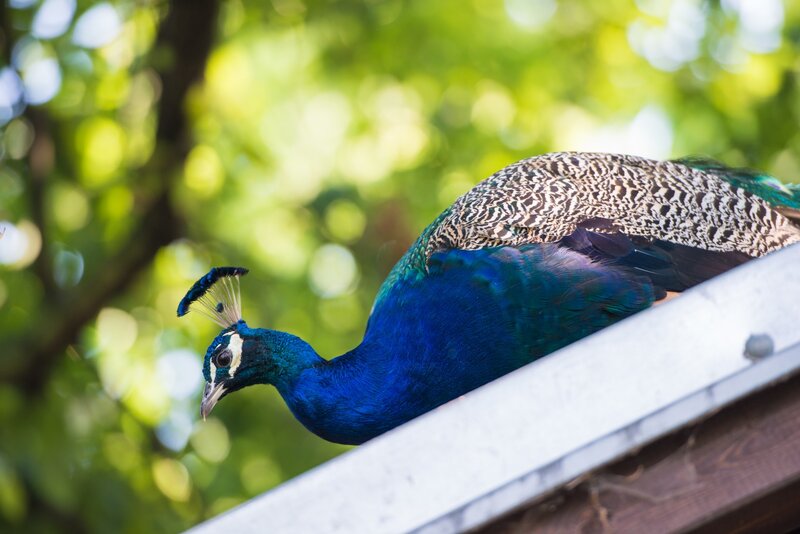 Peacock on a Roof — Blue