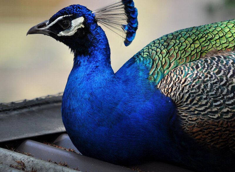 Peacock on a Roof