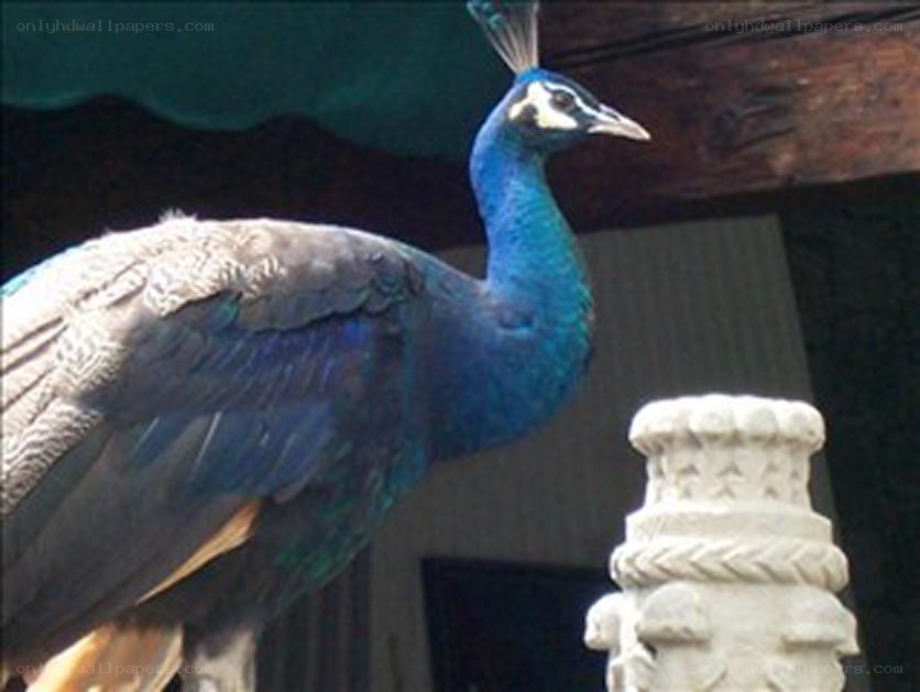 peacock on a stone pillar