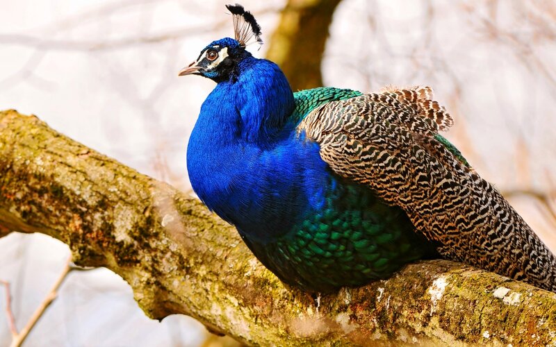 peacock on a tree branch