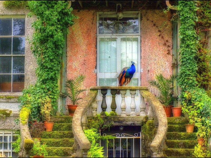 Peacock on Balcony — Green
