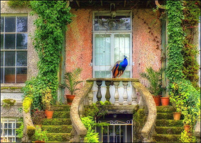 Peacock on Balcony