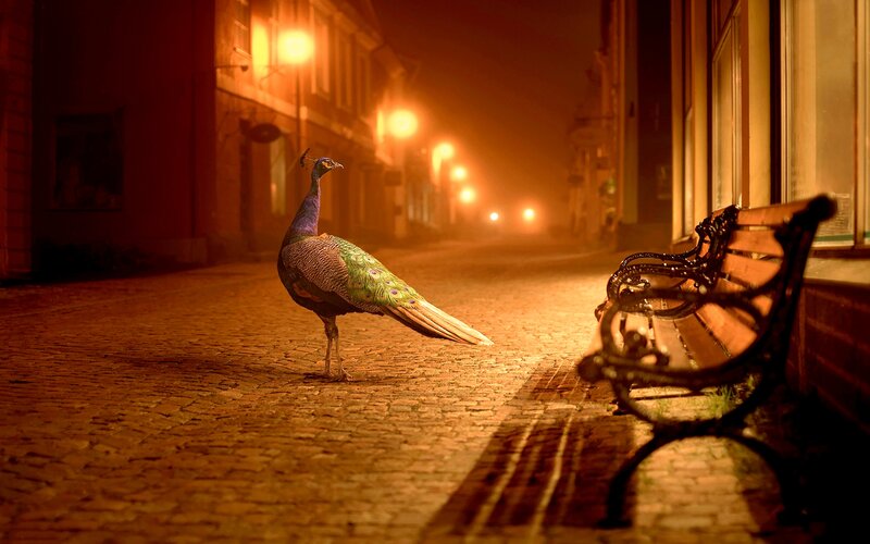 Peacock on Cobblestone Street