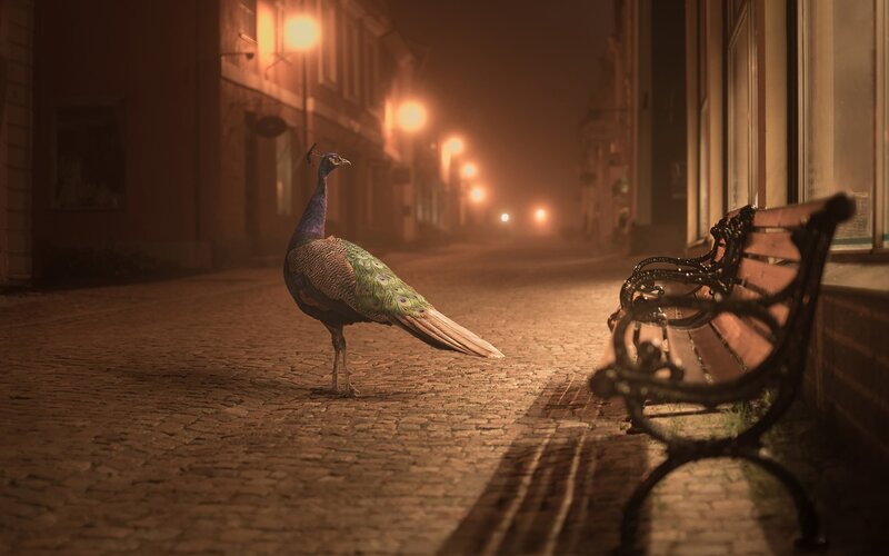 Peacock on Cobblestone