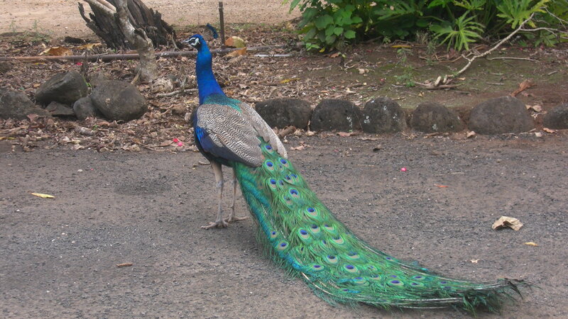 Peacock on Dirt Path