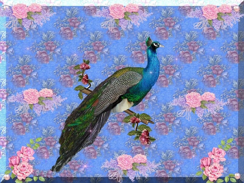 peacock on floral background