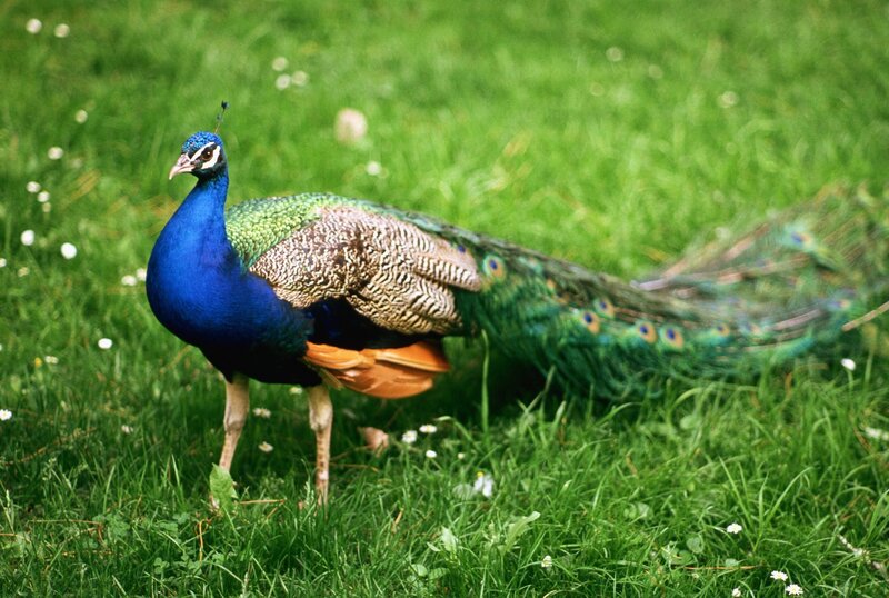 Peacock on Grass — Blue, Calm, Afternoon, Photograph, Flowers, Tail Feathers