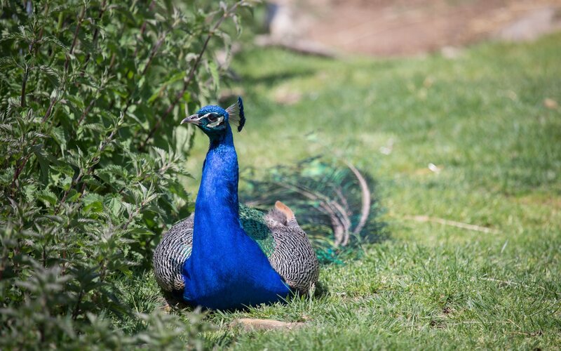 Peacock on Grass — Blue, Calm, Afternoon, Photograph