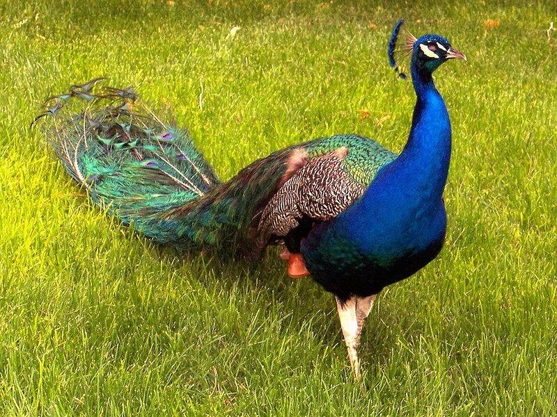Peacock on Grass — Blue, Calm, Afternoon